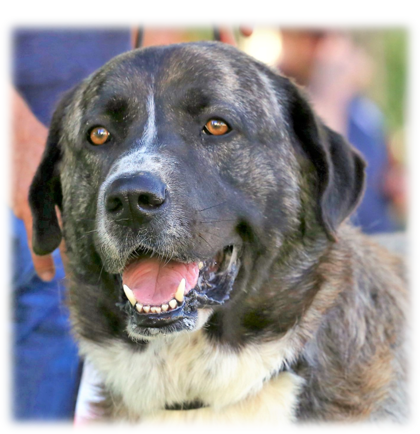 rafeiro-do-alentejo-camila-nea
